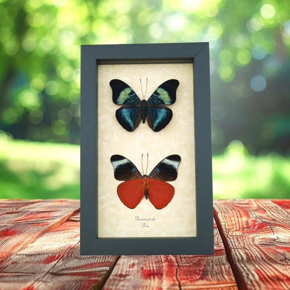 Panacea prola Pair Red Flasher Butterflies Framed Taxidermy Display Panacea prola Pair Red Flasher Butterflies Framed Taxidermy Display