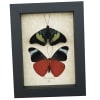 Red Flasher Butterflies Panacea prola Pair Resting Framed Taxidermy Display