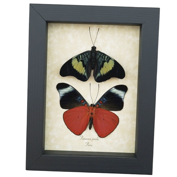 Red Flasher Butterflies Panacea prola Pair Resting Framed Taxidermy Display