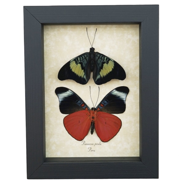 Red Flasher Butterflies Panacea prola Pair Resting Framed Taxidermy Display