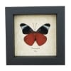 Panacea prola Verso Red Flasher Butterfly Framed Taxidermy Display