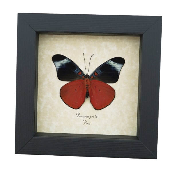 Panacea prola Verso Red Flasher Butterfly Framed Taxidermy Display