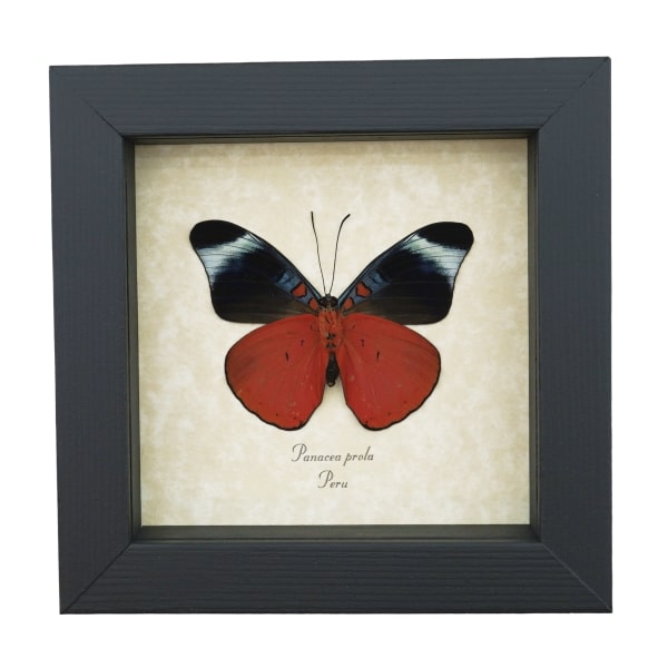 Panacea prola Verso Red Flasher Butterfly Framed Taxidermy Display