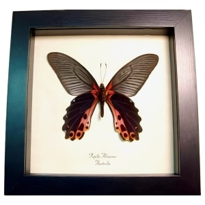 Real Framed Black Butterfly Papilio alcmenor Verso Taxidermy Display