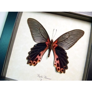 Real Framed Black Butterfly Papilio alcmenor Verso Taxidermy Display