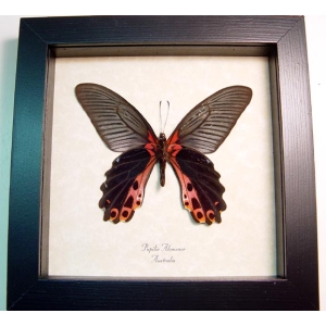 Real Framed Black Butterfly Papilio alcmenor Verso Taxidermy Display