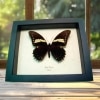 Black gold Butterfly Papilio aristeus Real Framed Taxidermy Display