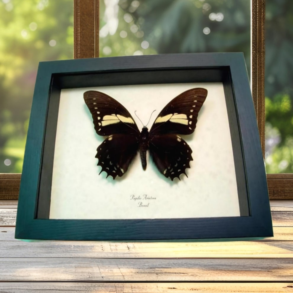Black gold Butterfly Papilio aristeus Real Framed Taxidermy Display