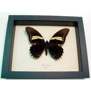 Real Framed Butterfly Papilio aristeus Taxidermy Display