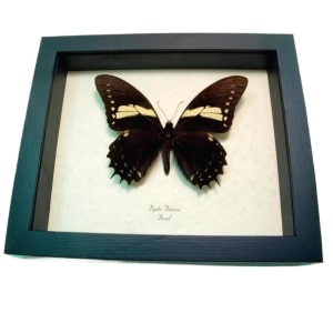 Black gold Butterfly Papilio aristeus Real Framed Taxidermy Display