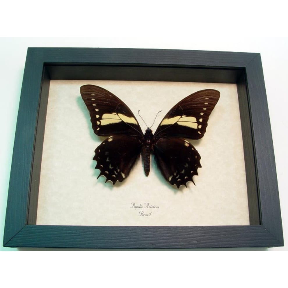 Real Framed Butterfly Papilio aristeus Taxidermy Display