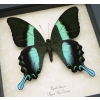 Papilio blumei Peacock Swallowtail Real Framed Butterfly Taxidermy Display