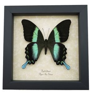 Papilio blumei Peacock Swallowtail Real Framed Butterfly Taxidermy Display