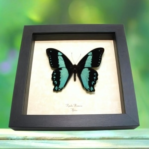 Papilio bromius Butterfly Broad Banded Swallowtail Framed Taxidermy Display