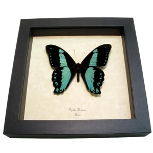 Papilio bromius Butterfly Broad Banded Swallowtail Framed Taxidermy Display