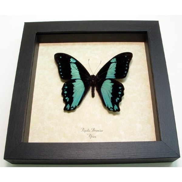 Papilio bromius Butterfly Broad Banded Swallowtail Framed Taxidermy Display
