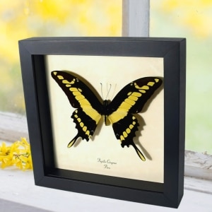 Framed King Swallowtail Butterfly Papilio cinyras Taxidermy Display