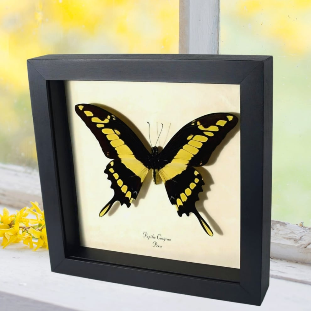 Framed King Swallowtail Butterfly Papilio cinyras Taxidermy Display Framed King Swallowtail Butterfly Papilio cinyras Taxidermy Display