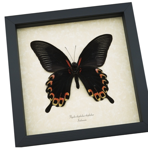 Papilio deiphobus Verso Giant Black Red Swallowtail Butterfly Framed Taxidermy Display