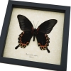 Papilio deiphobus Verso Giant Black Red Swallowtail Butterfly Framed Taxidermy Display