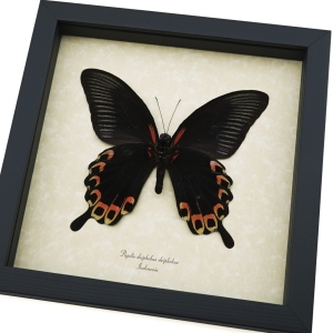 Papilio deiphobus Verso Giant Black Red Swallowtail Butterfly Framed Taxidermy Display