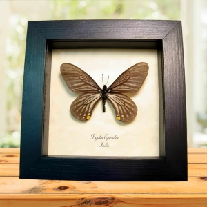 Gold Spot Butterfly Papilio epicydes Framed Taxidermy Display