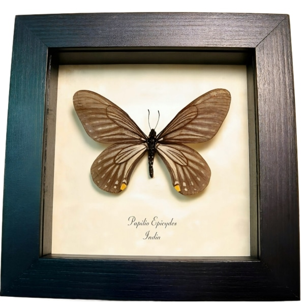 Gold Spot Butterfly Papilio epicydes Framed Taxidermy Display