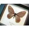 Papilio epicydes Gold Spot Butterfly Framed Taxidermy Display