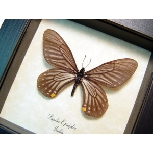 Papilio epicydes Gold Spot Butterfly Framed Taxidermy Display