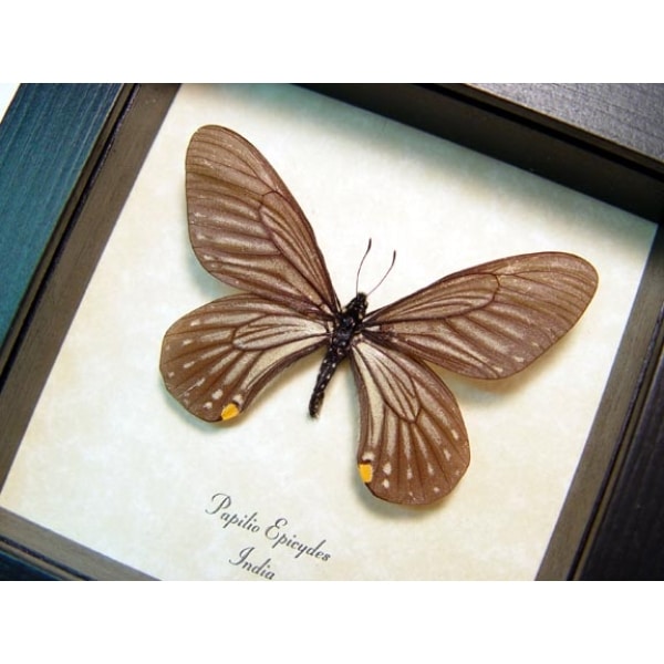 Papilio epicydes Gold Spot Butterfly Framed Taxidermy Display