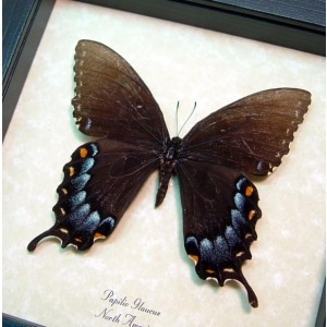 Papilio Glaucus Female Dark Form Butterfly Framed Taxidermy