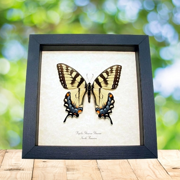 Papilio Glaucus Female Butterfly Tiger Swallowtail Framed Taxidermy Display
