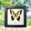Papilio Glaucus Tiger Swallowtail Butterfly Framed Taxidermy Display
