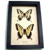 Papilio glaucus pair Butterflies Tiger Swallowtail Framed Butterfly Set Taxidermy Display