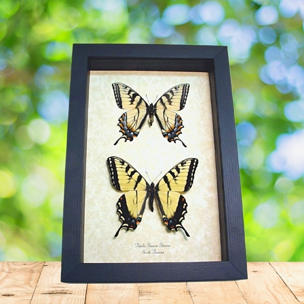 Papilio glaucus pair Butterflies Tiger Swallowtail Framed Butterfly Set Taxidermy Display