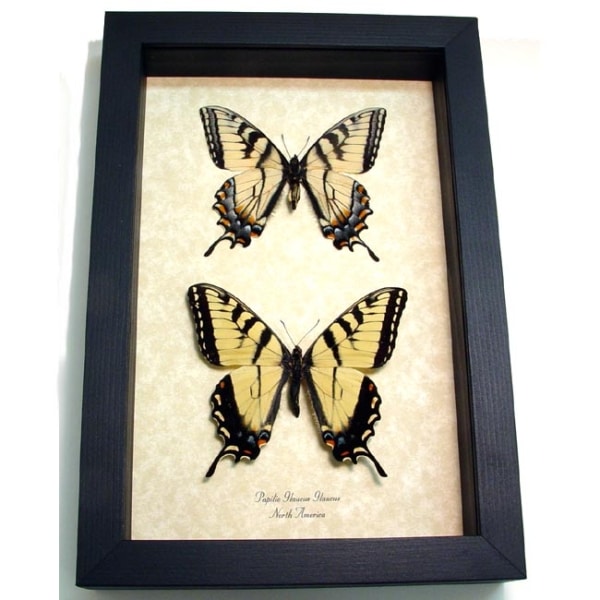 Papilio glaucus pair Butterflies Tiger Swallowtail Framed Butterfly Set Taxidermy Display