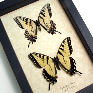 Papilio glaucus pair Butterflies Tiger Swallowtail Framed Butterfly Set Taxidermy Display