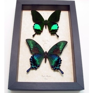 Peacock Swallowtail Butterflies Set Papilio paris maackii Framed Butterfly Taxidermy Display