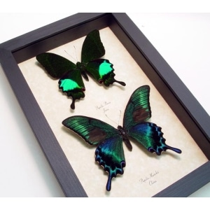 Peacock Swallowtail Butterflies Set Papilio paris maackii Framed Butterfly Taxidermy Display