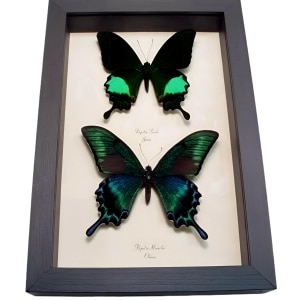 Peacock Swallowtail Butterflies Papilio paris maackii Set Framed Butterfly Taxidermy Display