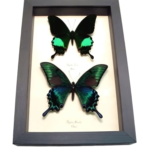 Peacock Swallowtail Butterflies Papilio paris maackii Set Framed Butterfly Taxidermy Display