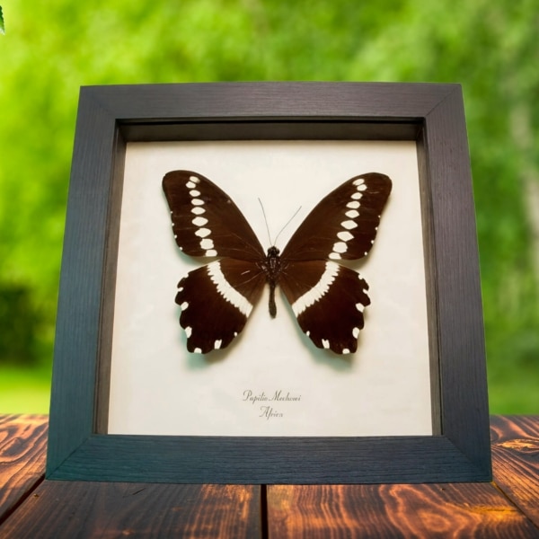 African Butterfly Papilio mechowi Framed Taxidermy Display African Butterfly Papilio mechowi Framed Taxidermy Display