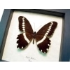 African Butterfly Papilio mechowi Framed Taxidermy Display