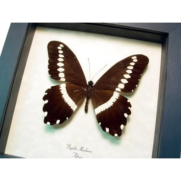 African Butterfly Papilio mechowi Framed Taxidermy Display