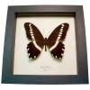 African Butterfly Papilio mechowi Framed Taxidermy Display