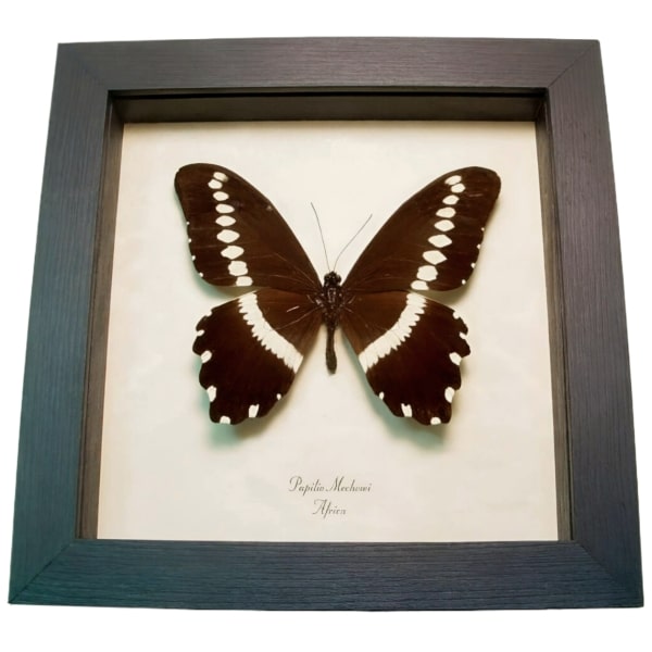 African Butterfly Papilio mechowi Framed Taxidermy Display