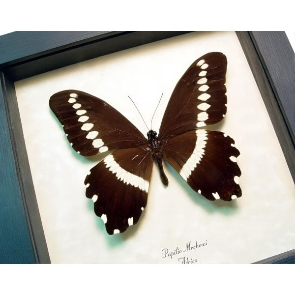 African Butterfly Papilio mechowi Framed Taxidermy Display