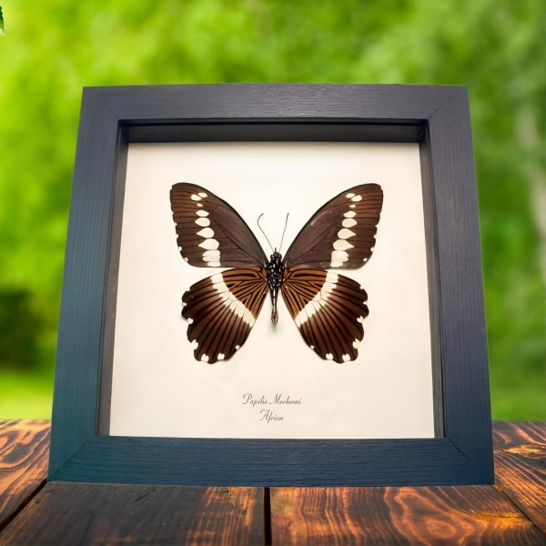 African Swallowtail Butterfly Papilio mechowi verso Framed Taxidermy Display