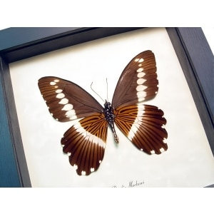 African Swallowtail Butterfly Papilio mechowi verso Framed Taxidermy Display