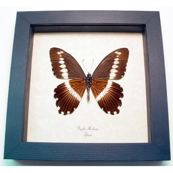 Papilio mechowi verso African Swallowtail Butterfly Framed Taxidermy Display
